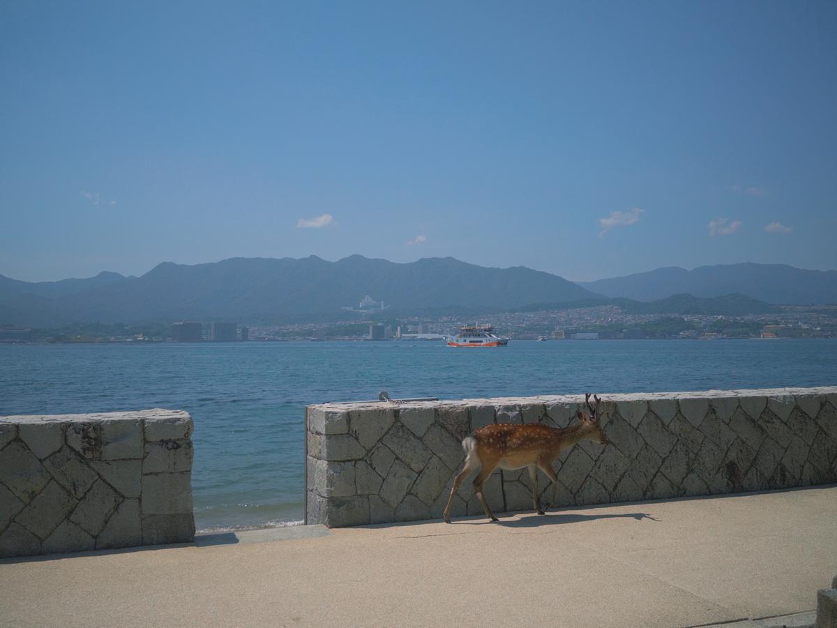 海边的鹿