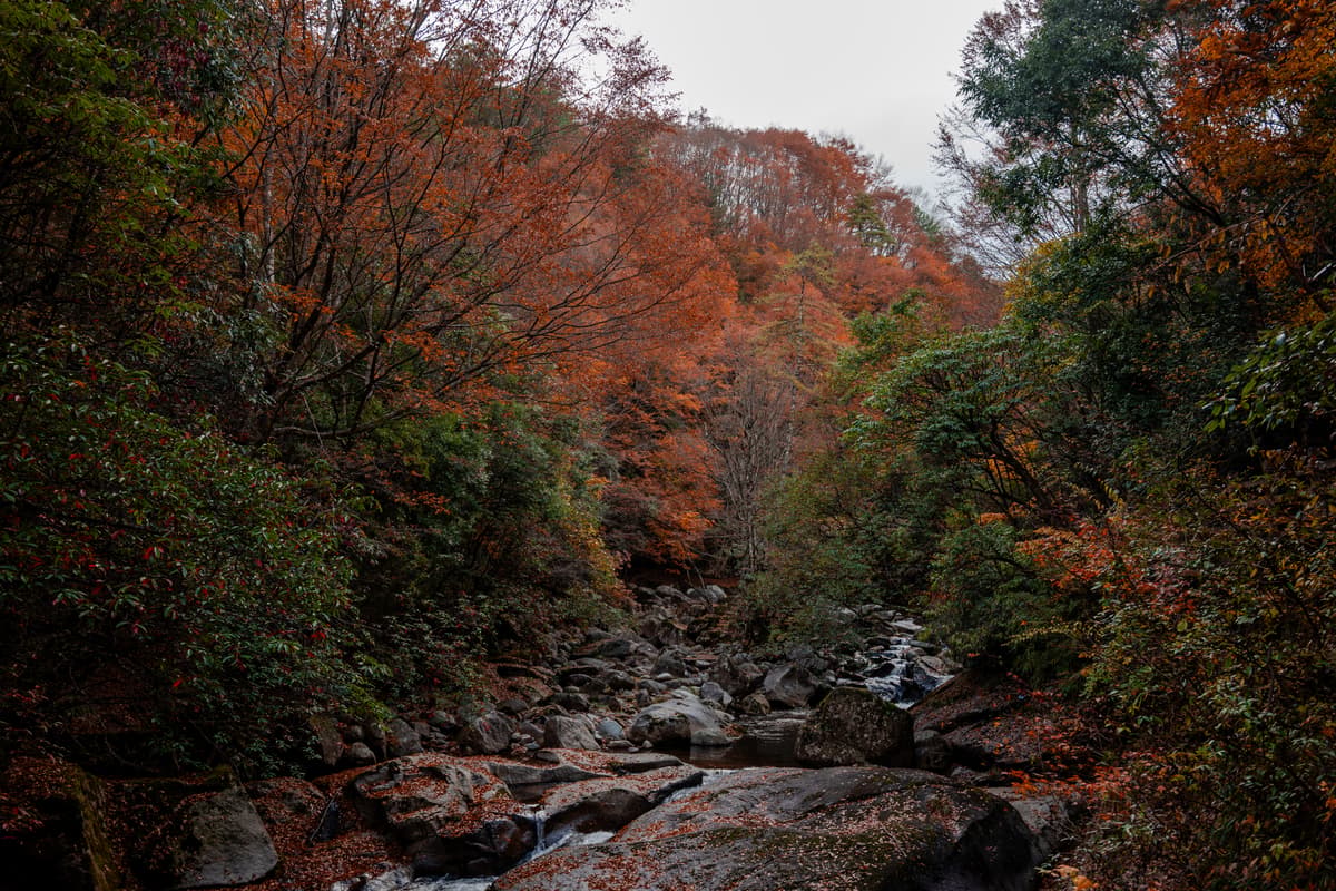 山