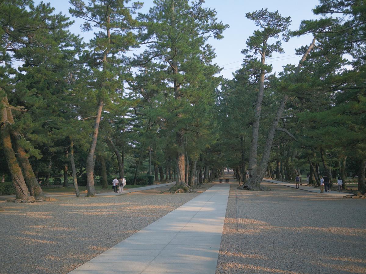 夕光穿过出云大社的松林参道