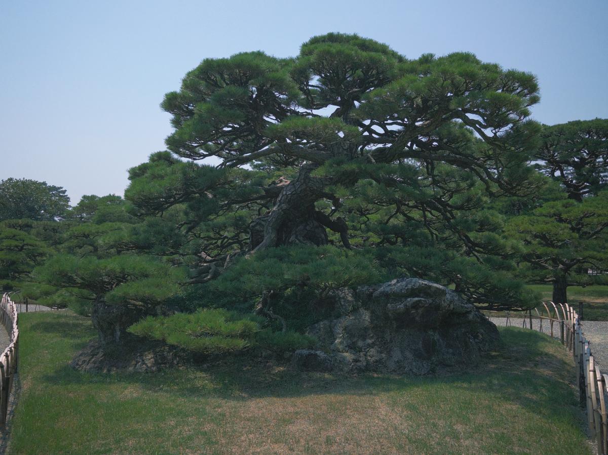 栗林公园里的古松